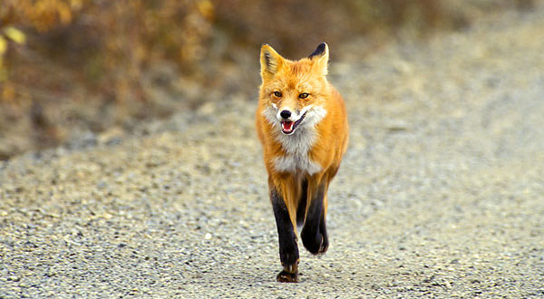 red-fox