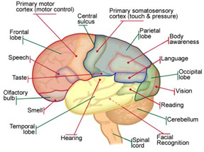 brain_diagram